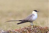 Long-tailed Jaegerborder=